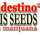 El Clandestino Cannabis Seeds Amsterdam