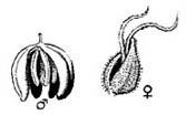 Male seed and Female Pistil